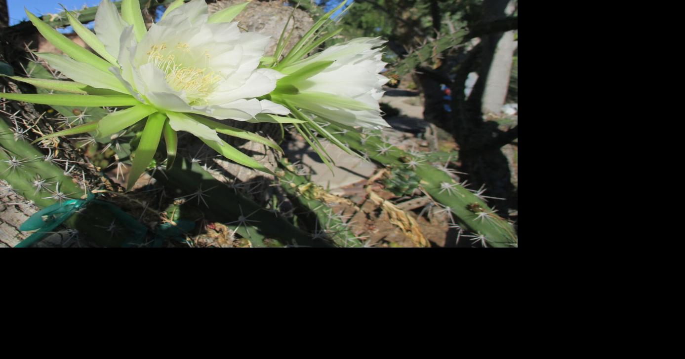 Green Valley Gardeners: Completing simple garden tasks in August