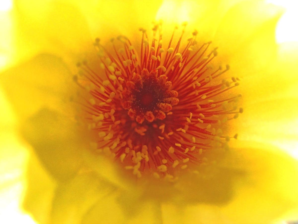 Screaming yellow