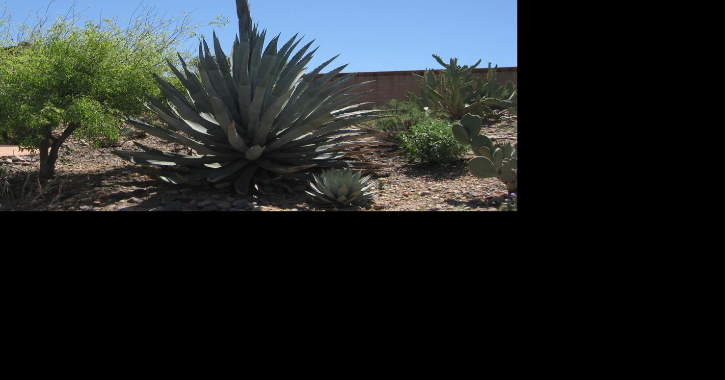 Green Valley Gardeners: Agaves steal the show in the desert