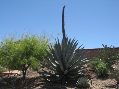 Green Valley Gardeners: Agaves steal the show in the desert | Get Out |  gvnews.com