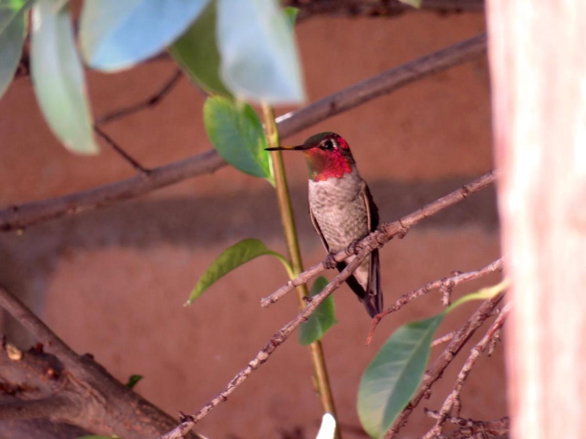 Anna's hummingbird