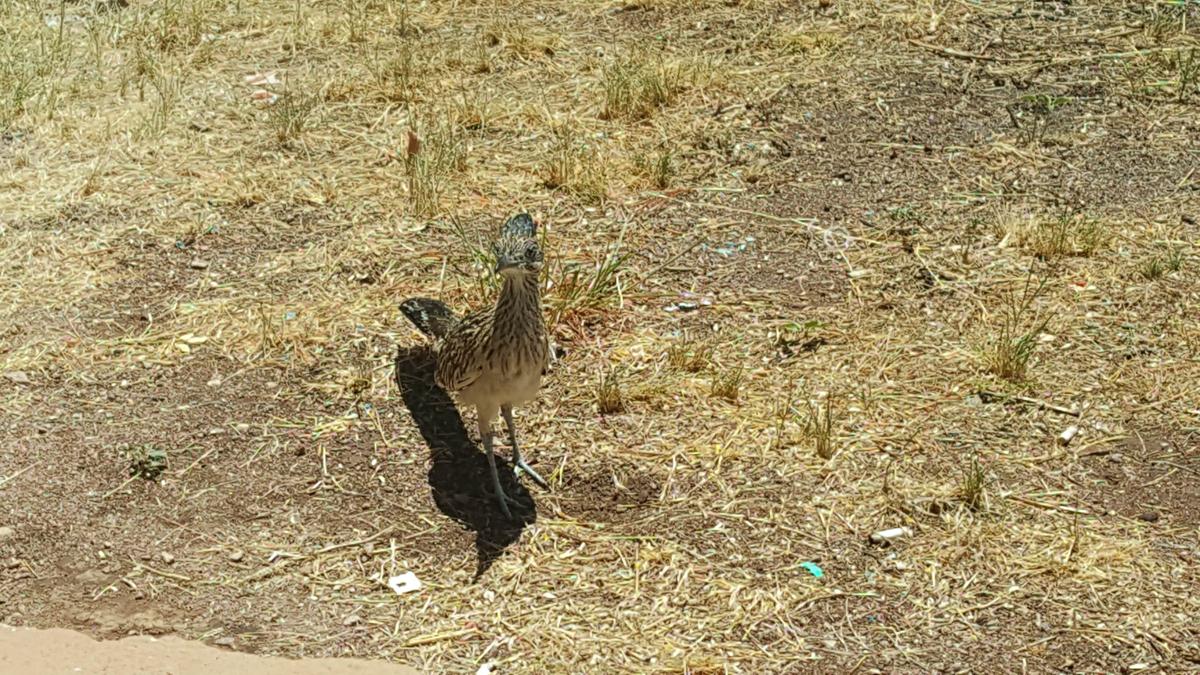 Roadrunner