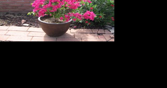 Green Valley Gardeners: Garden plants need extra care in summer heat - Vimarsana News