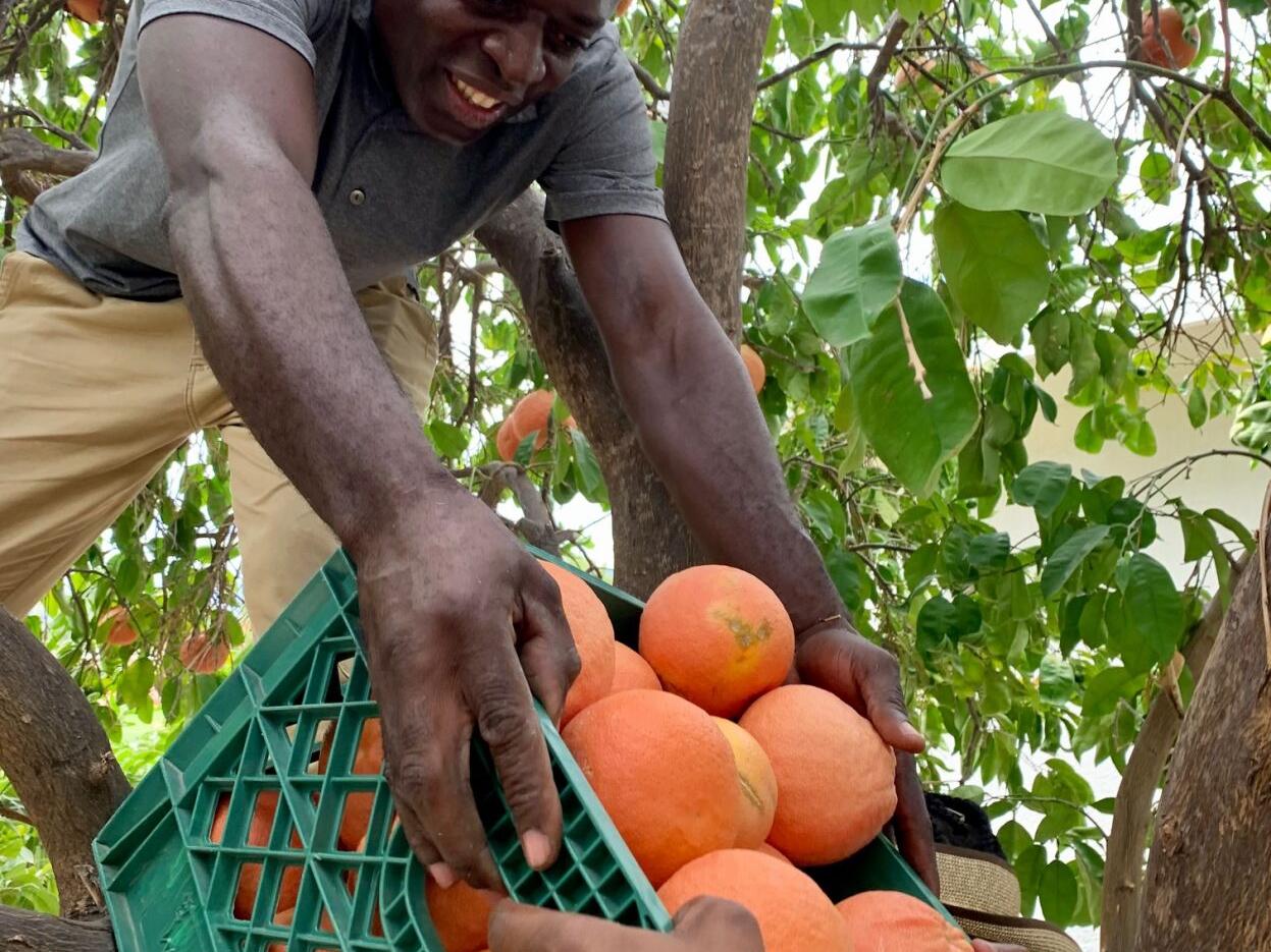 Down it comes: Gleaning crew does it to help others - Vimarsana News