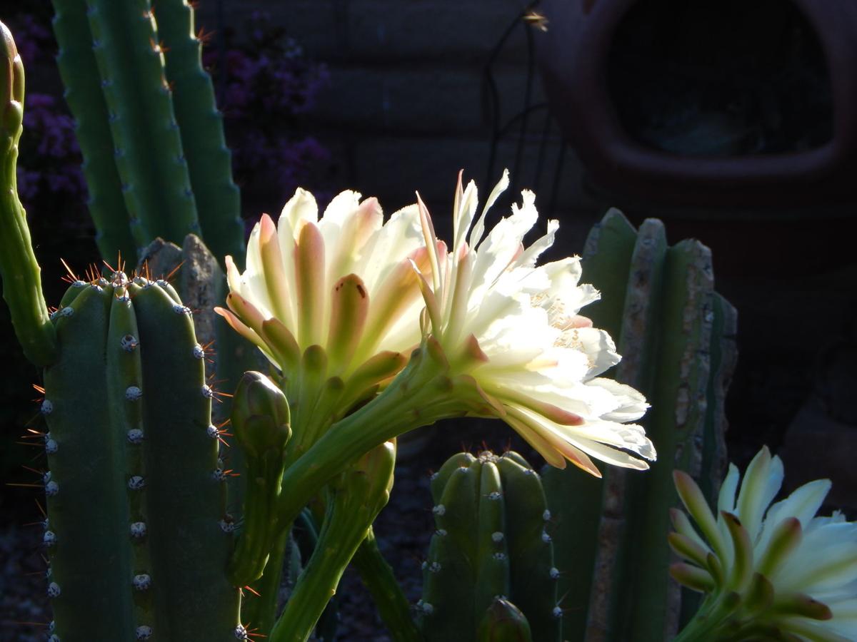 Blossoming cactus