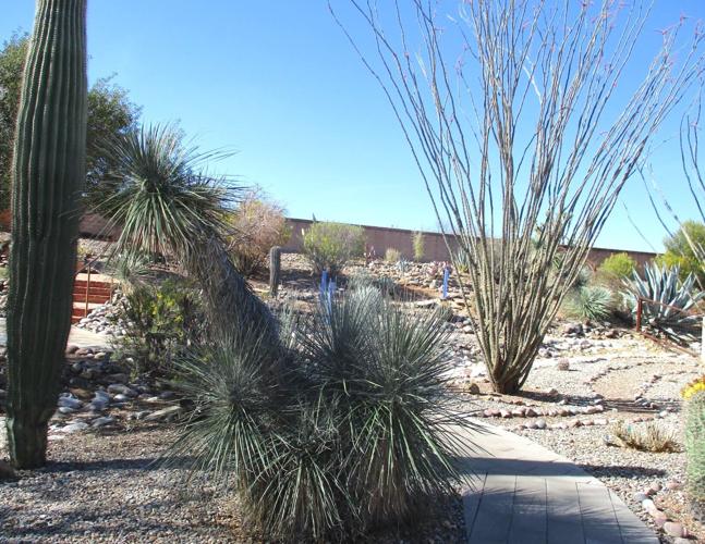 Green Valley Gardeners: Plants accenting drought-resistant landscapes | Get Out | gvnews.com Green Valley Gardeners: Plants accenting drought-resistant landscapes | Get Out | gvnews.com