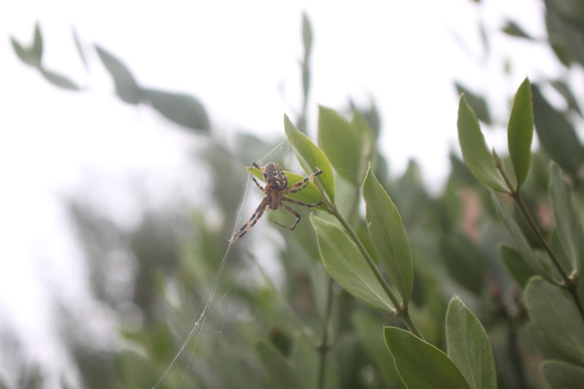 Spider on a leaf