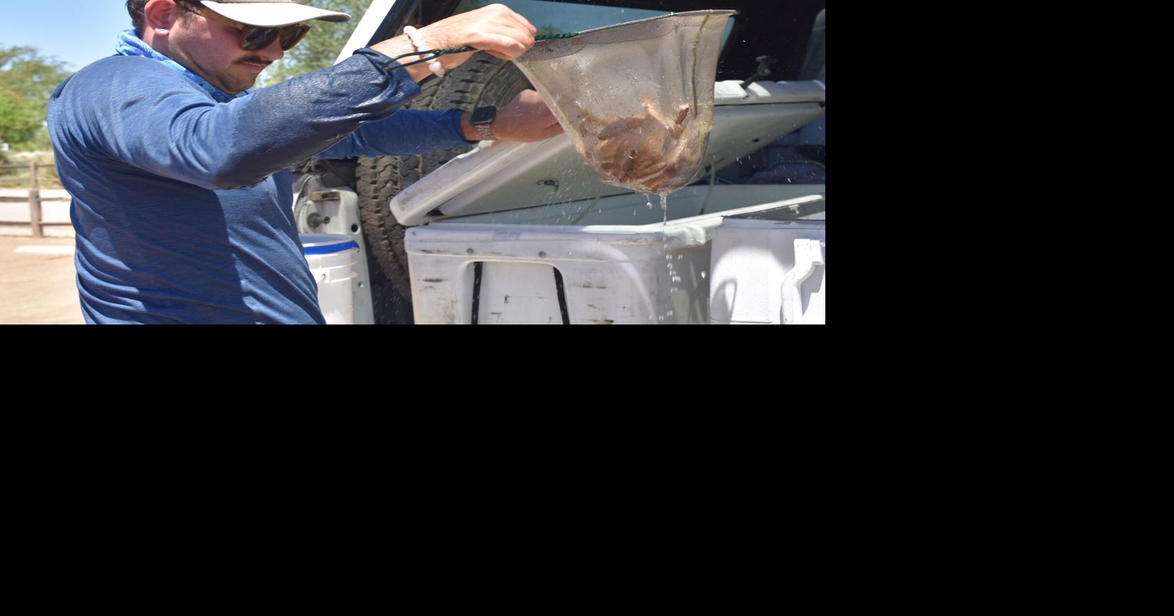 Protected fish released at Canoa Ranch lake | Local News Stories ...