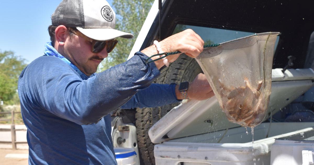 Protected fish released at Canoa Ranch lake | Local News Stories ...
