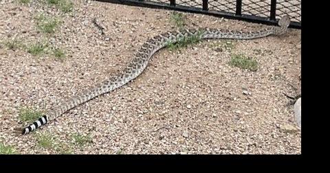 Rattlesnakes crop up with warmer weather - Vimarsana News