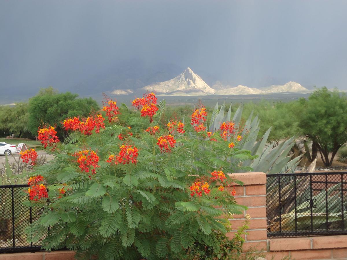 San Ignacio Ridge Estates backyard