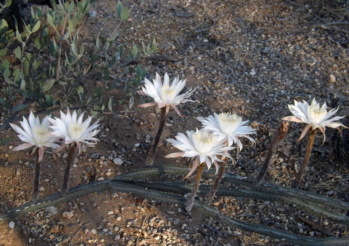 Night blooms