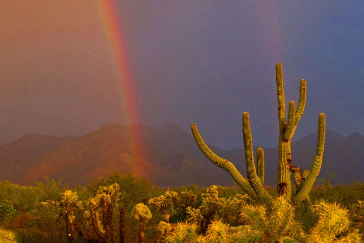 "The Barbara Cactus"