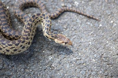 Rosie On The House How To Cautiously Handle Snakes In Your Backyard Get Out Gvnews Com