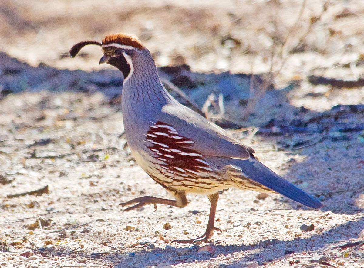 Quail