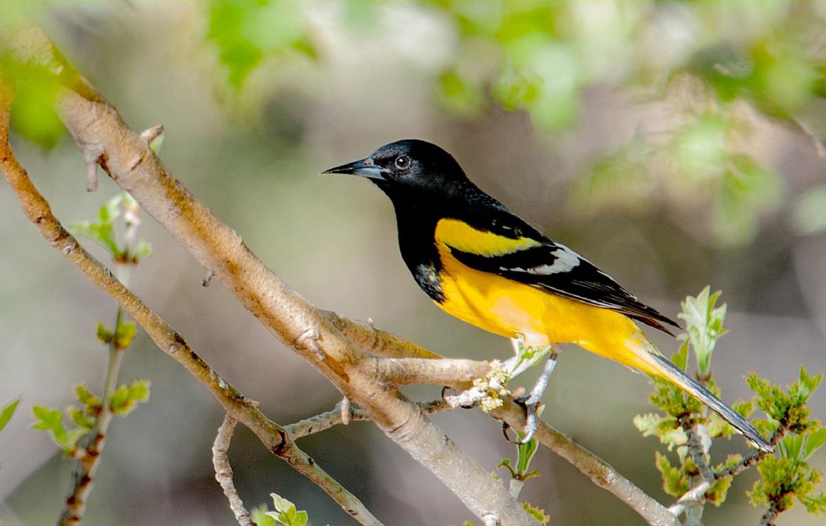 Scott's oriole