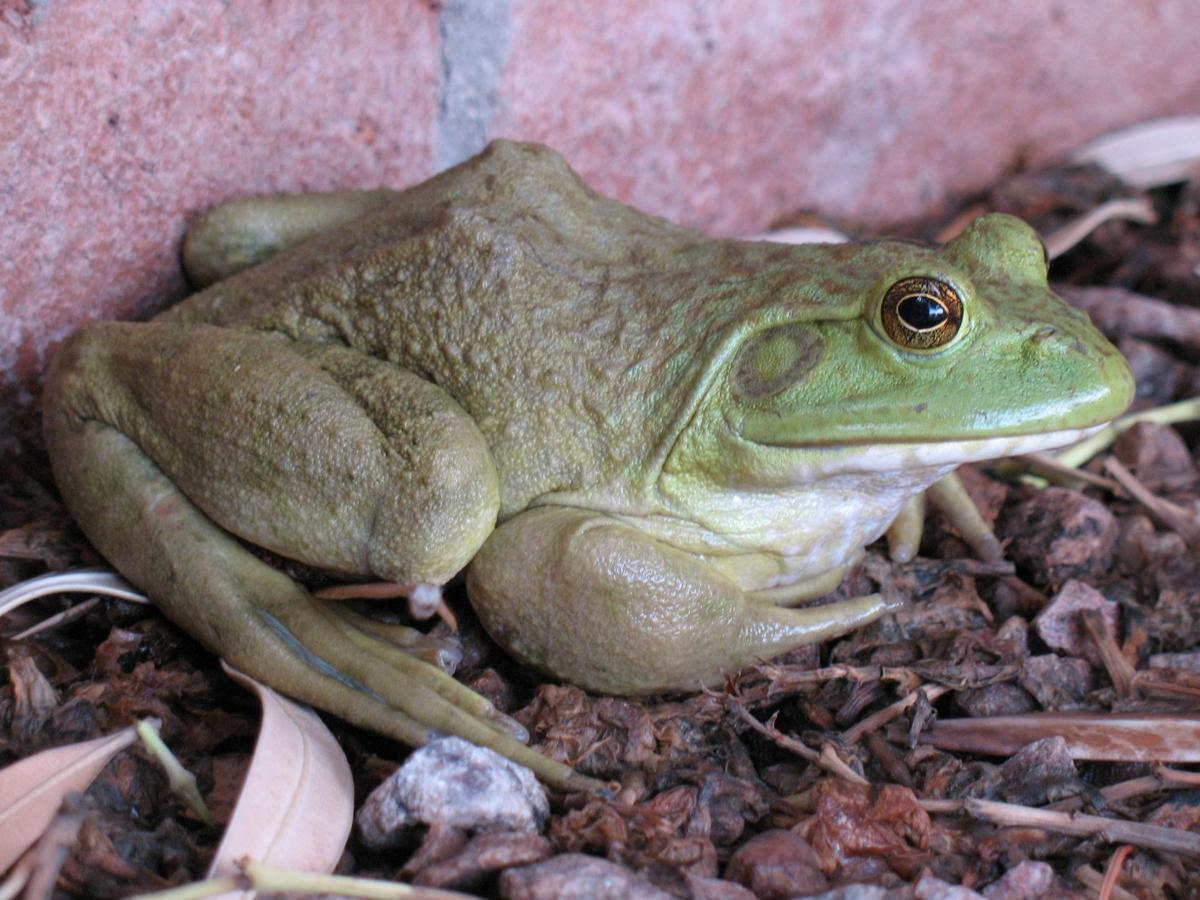 Bullfrog Canoa Ridge
