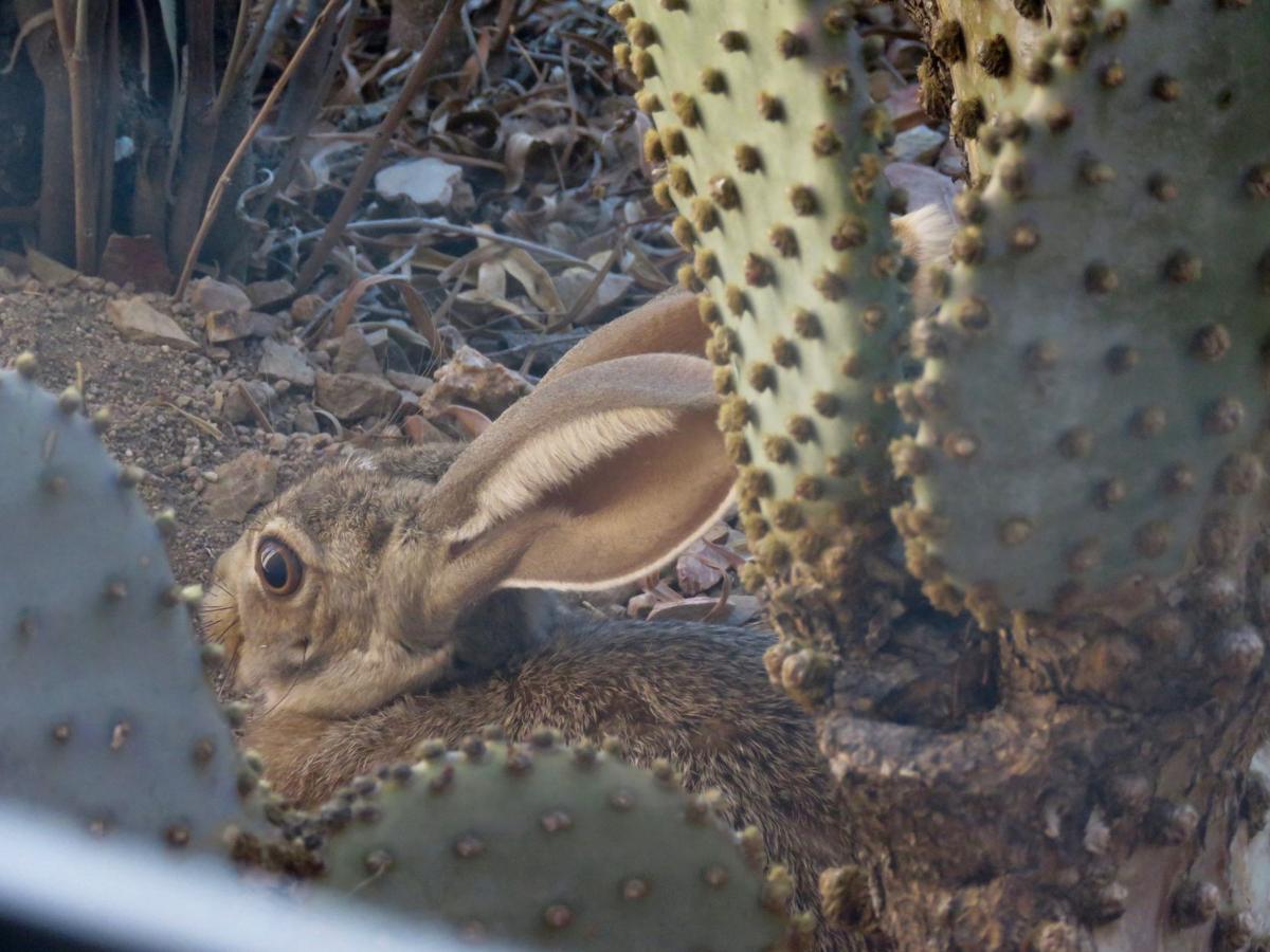 Young jackrabbit