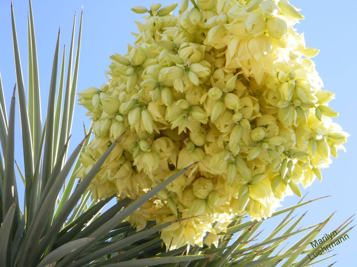 Abundance
