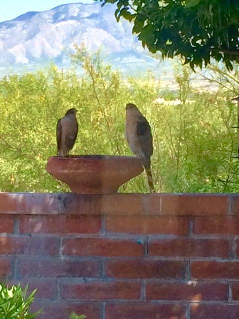 Mountain birds