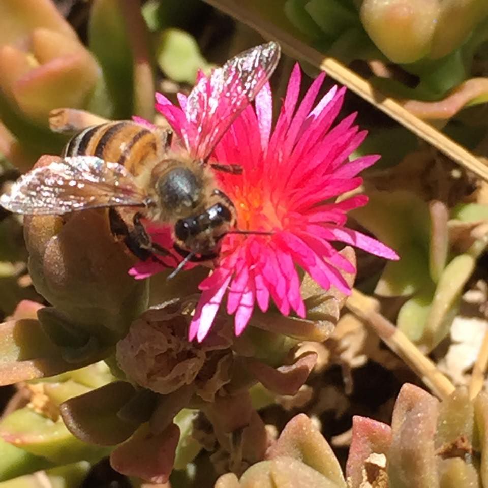 Bee