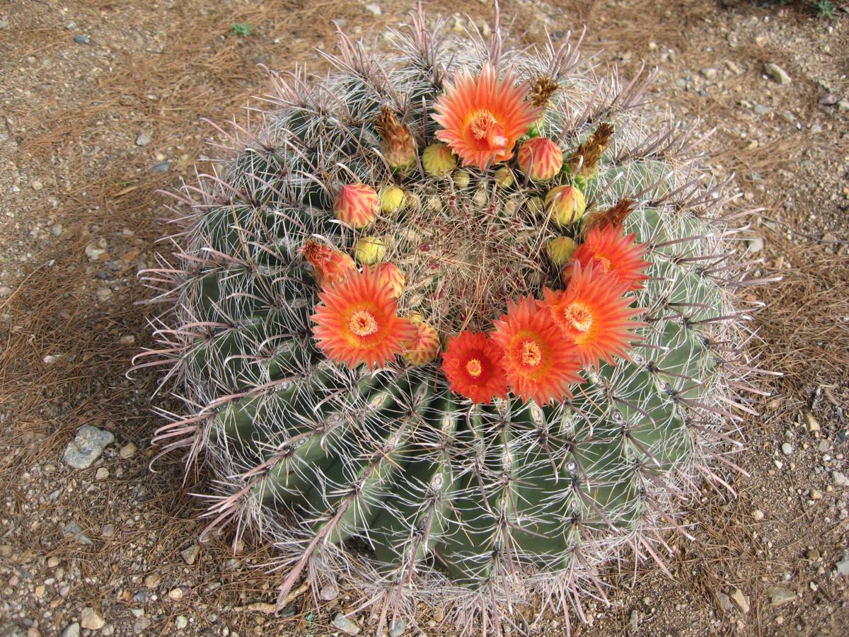 Gv Gardeners Intense Barrel Cactus Flowers Enhance Desert Get Out Gvnews Com