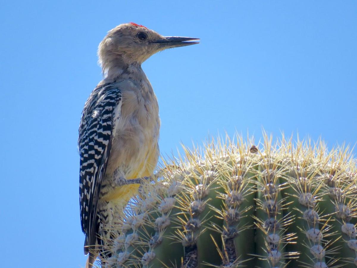 Gila woodpecker