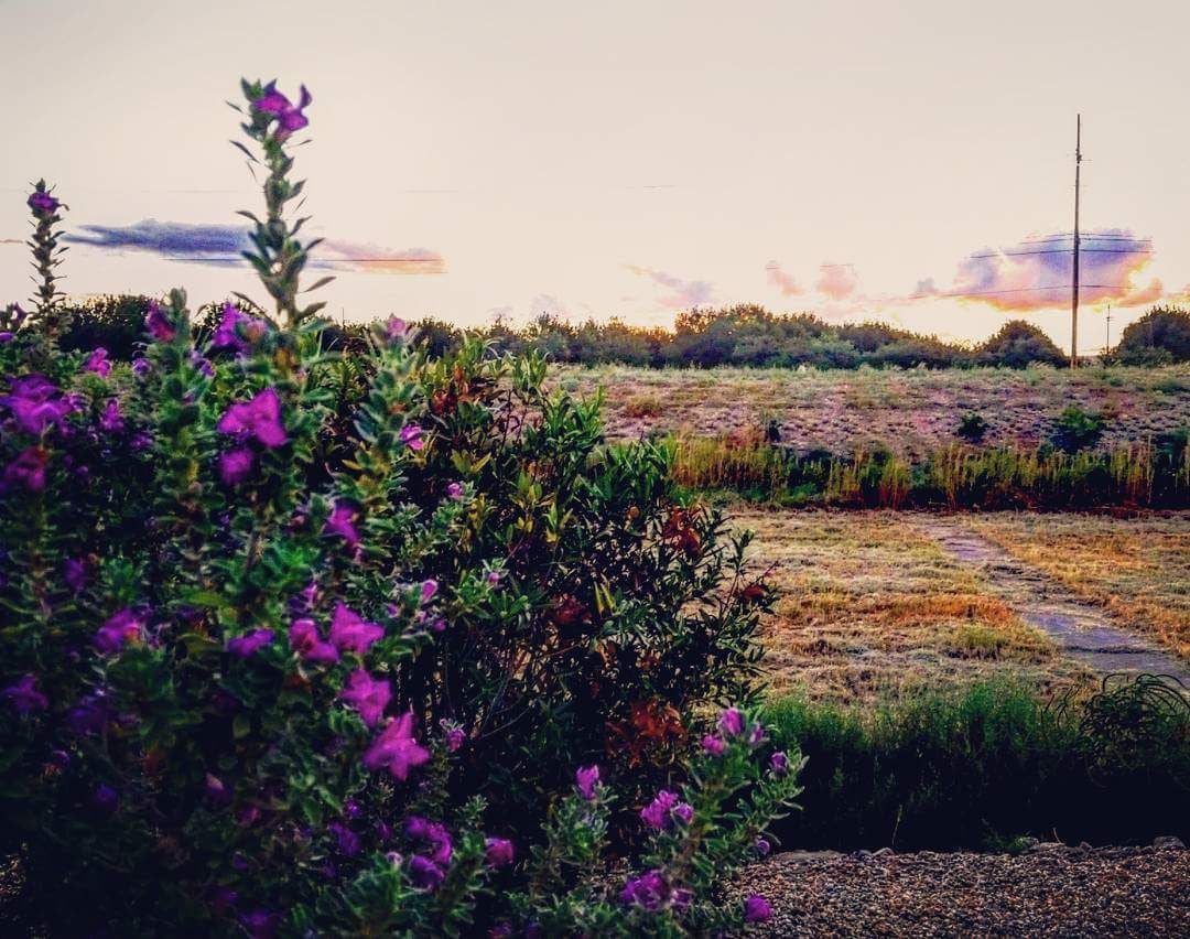 Flowers in a field