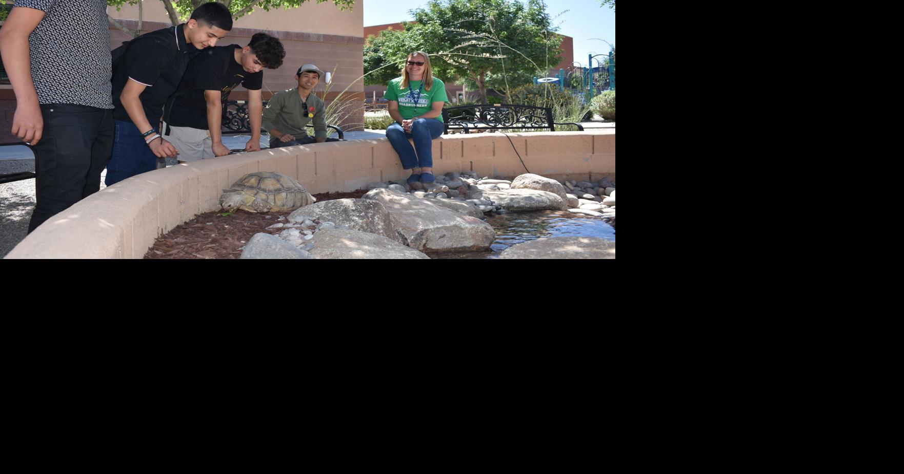 Bathing beauties: Community comes through for Wrightson Ridge tortoises ...