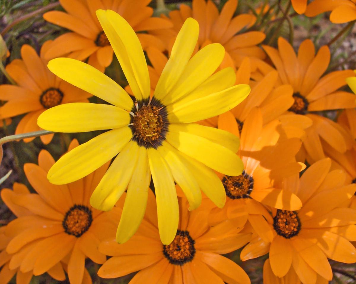 East Social Center blooms