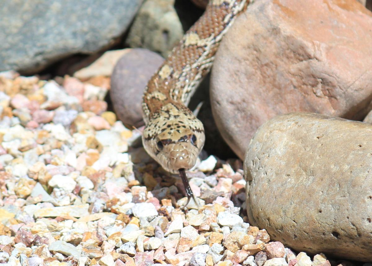 Backyard snake