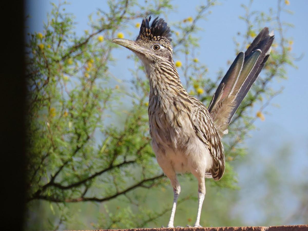 Tubac roadrunner