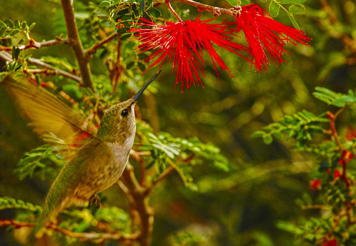 Anna's hummingbird GV backyard 2