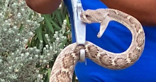 Maybe one of the biggest rattlers you've ever seen | Local News Stories ...