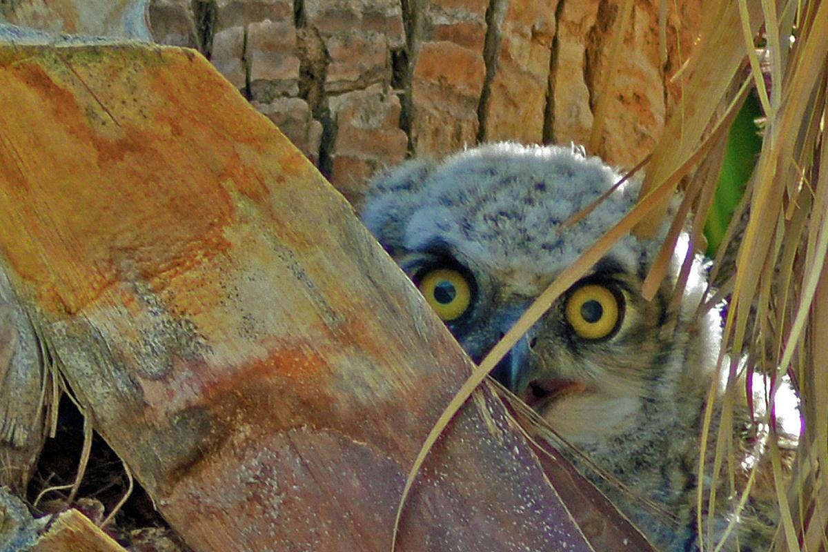 Great Horned peeking
