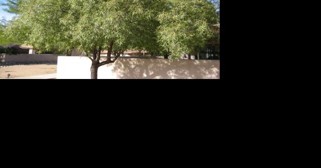 Green Valley Gardeners: Is an African Sumac tree in your future? - Vimarsana News