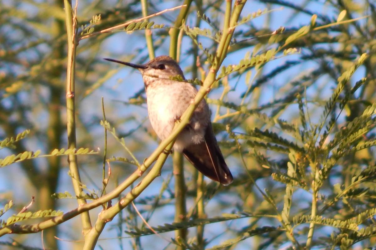 Hummingbird in the tree