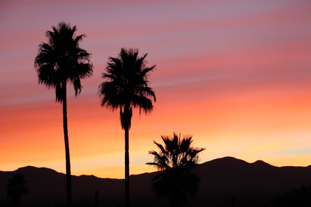 Palm trees at sunset
