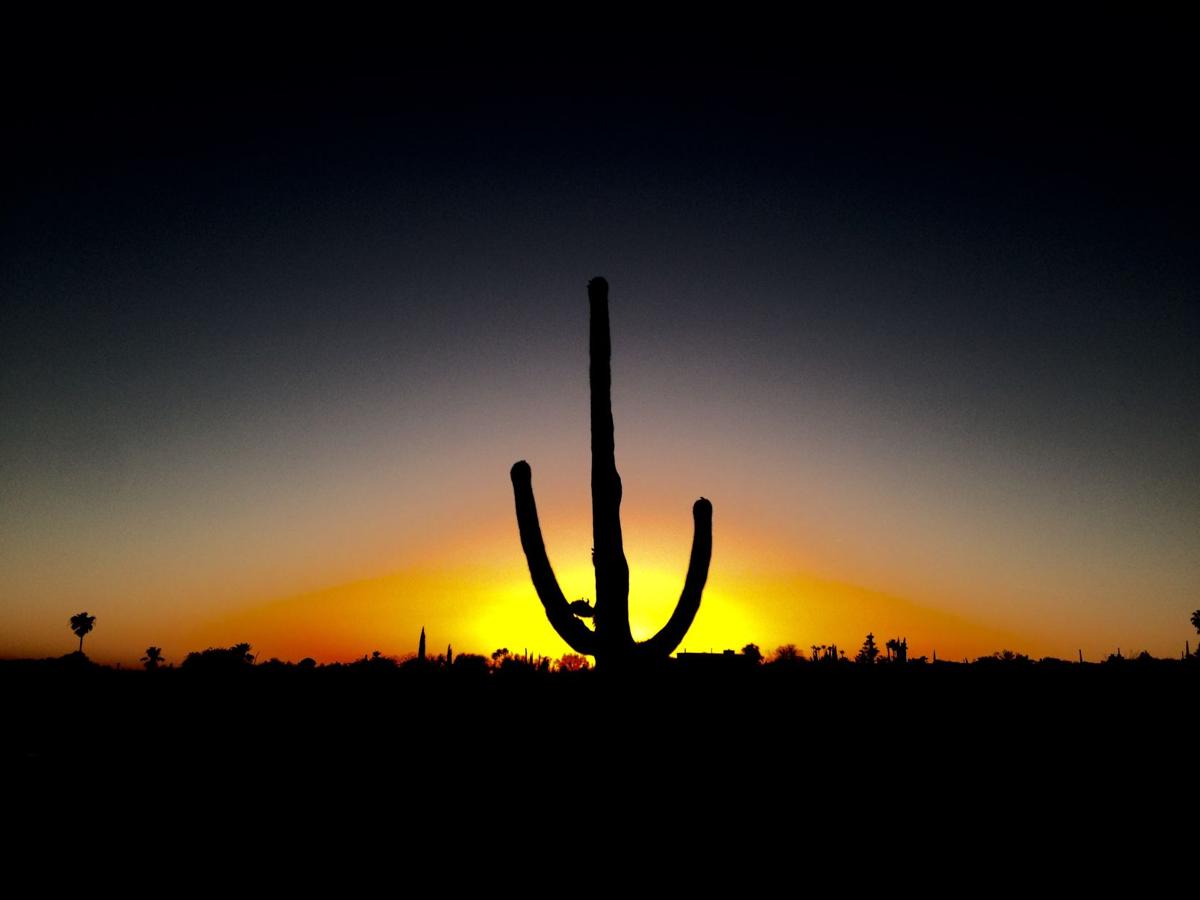 Saguaro at Sunset