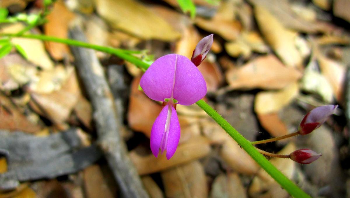 August Wildflower, Madera Canyon, 2014