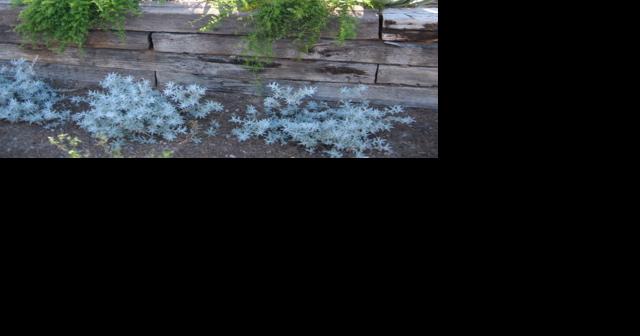 Green Valley Gardeners: Sweet smells in the desert garden - Vimarsana News