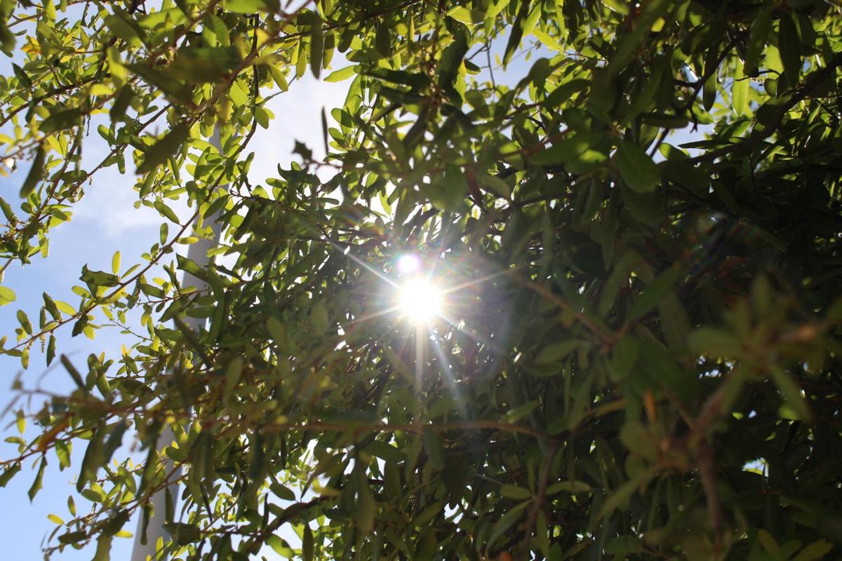 Sun in the trees