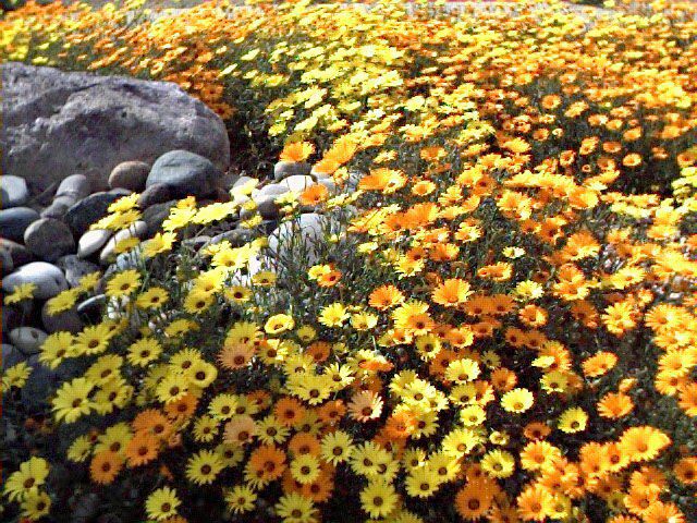 Wildflowers