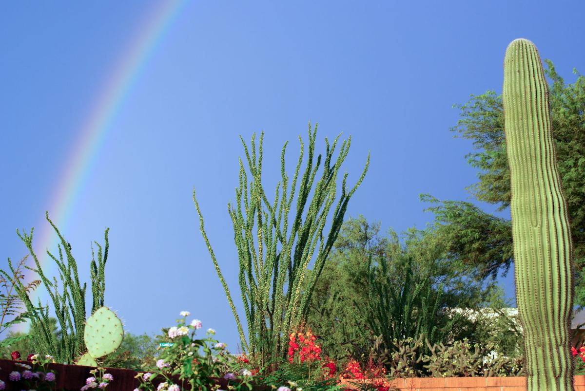 Cactus rainbow
