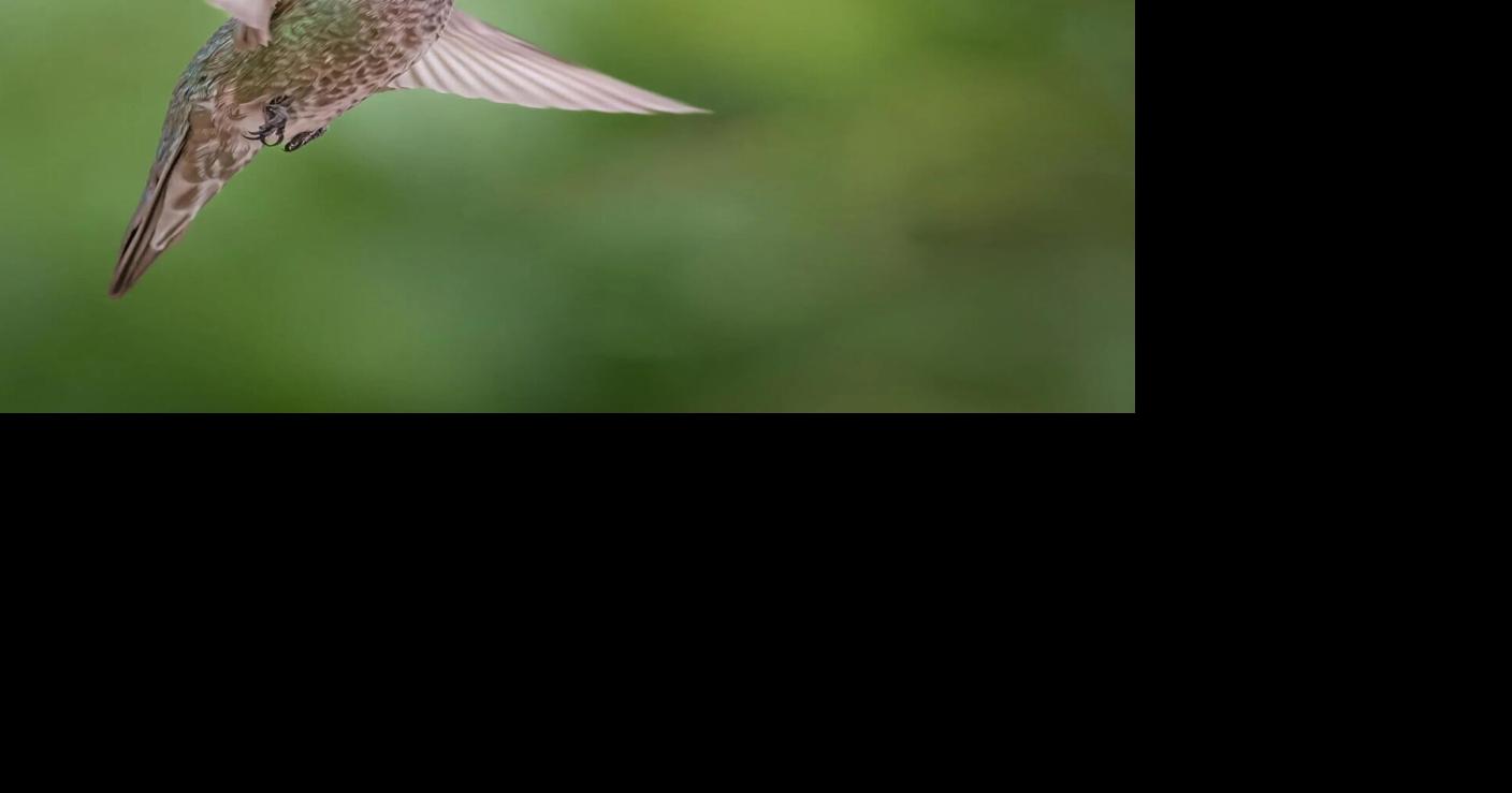 Tiny aerobats of Green Valley: Why hummingbirds flock here | Local News ...