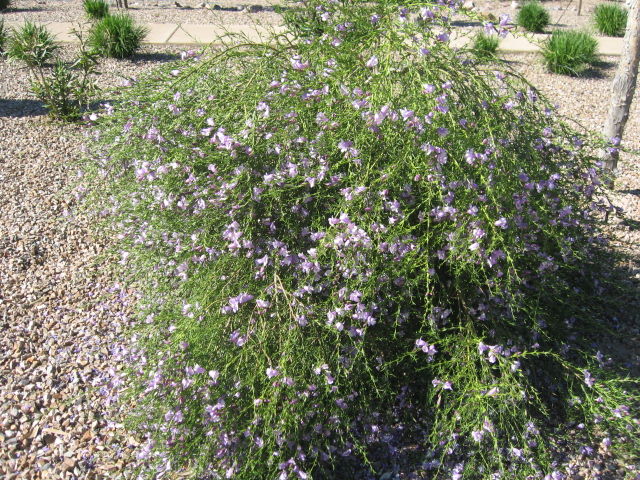 GV Gardeners: Texas rangers beautifying desert, Get Out