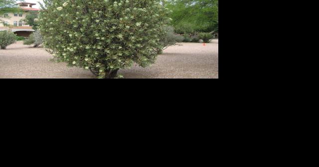 Green Valley Gardeners: Native oleander brings rose-like blooms to the desert - Vimarsana News