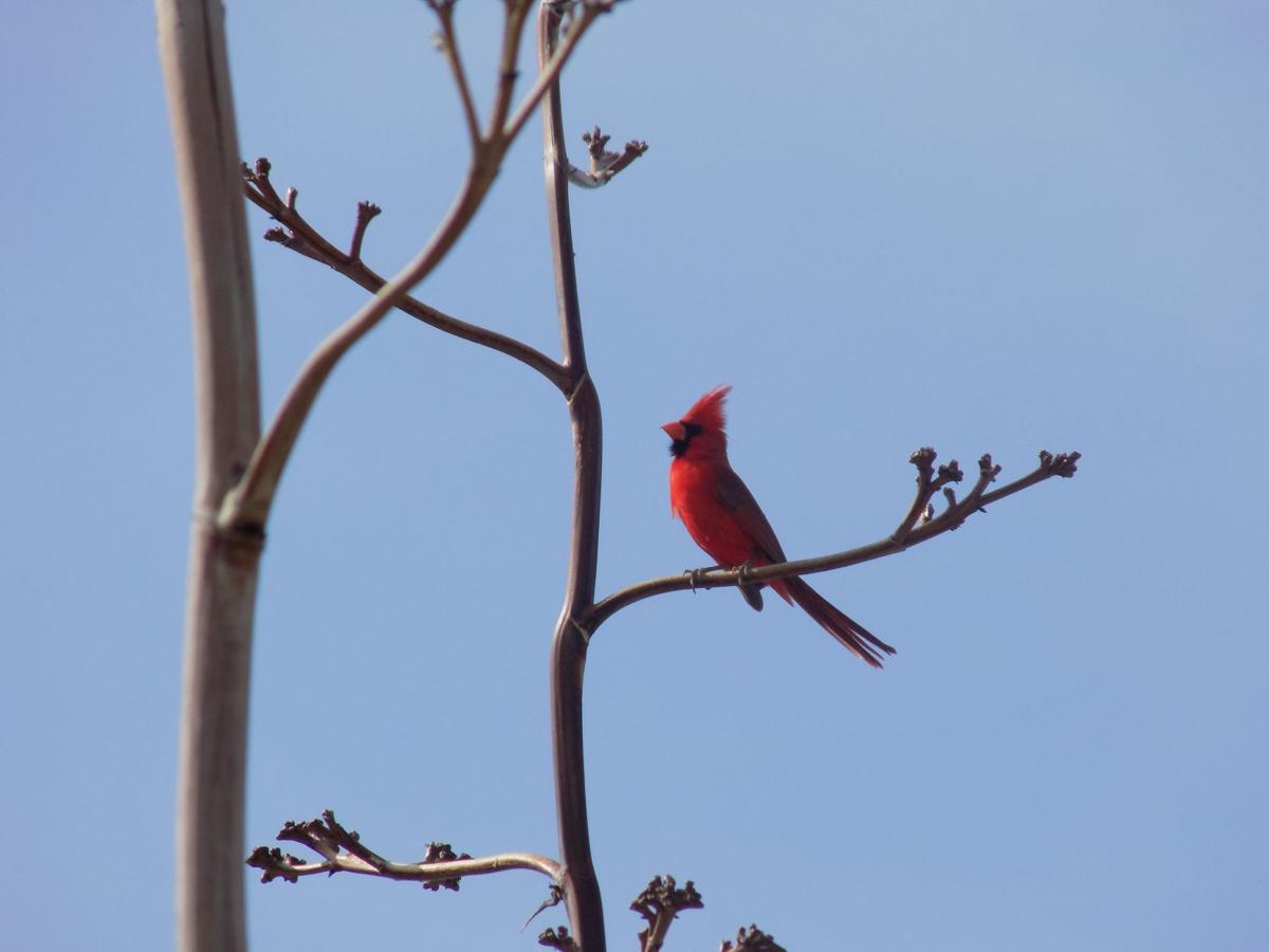 Cardinal