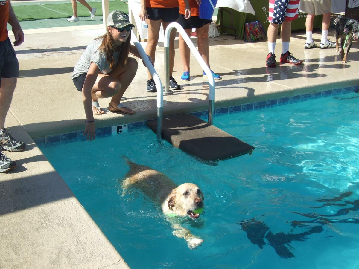 Paws in the Pool