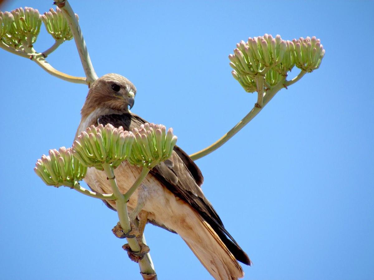 Hawk in the tree